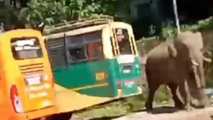 batheri elephant